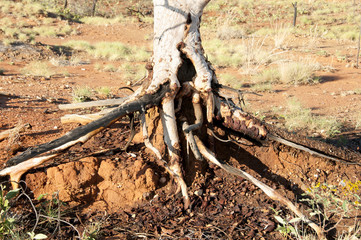 Eucalyptus Exposed Tree Roots - Kimberley - Australia