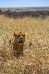 Lion regardant dans la savane de Tanzanie