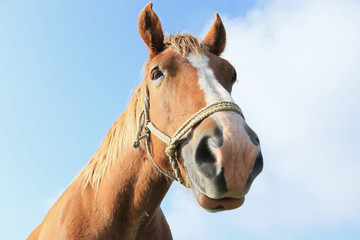Obraz na płótnie Canvas 馬の顔