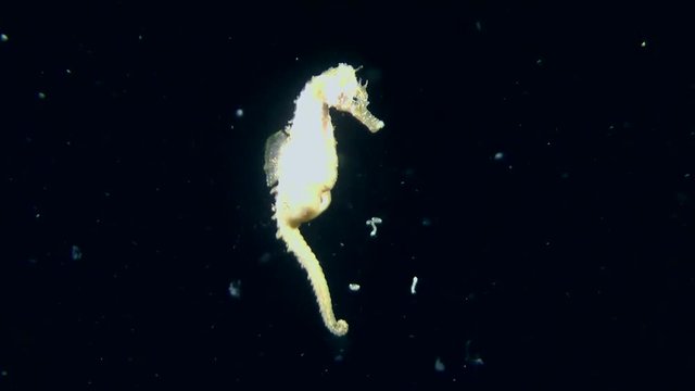Male of Seahorse ejects the juveniles of brood bag, wide shot.
