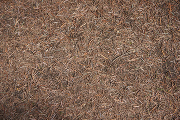 Dry pine needles lying on the ground