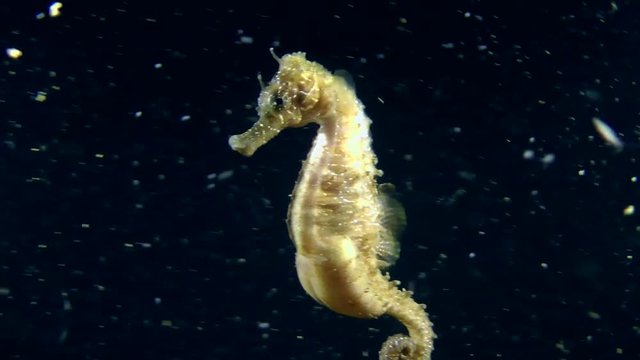 Male of Seahorse ejects juveniles from brood pouch, close-up.
