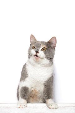 Hübsche Britisch Kurzhaar Katze steht mit den Pfoten auf einer Kante das Maul leicht geöffnet als wollte sie etwas erzählen.