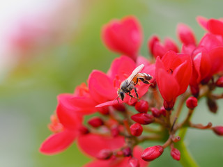 Bee is sucking nectar from red flowers in the garden.