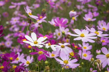 Obraz premium The blossoming galsand flowers closeup in garden