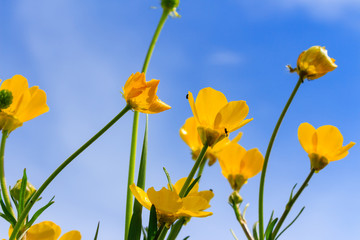 Flower. Outdoor and a beautiful landscape
