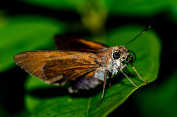 Moth on leaf
