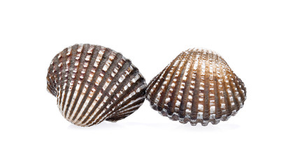 cockles seafood on white background