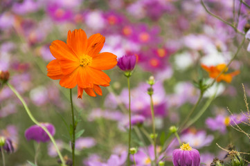 Fototapeta premium The blossoming galsand flowers closeup in garden