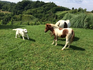Obraz premium Golden retriever with horses