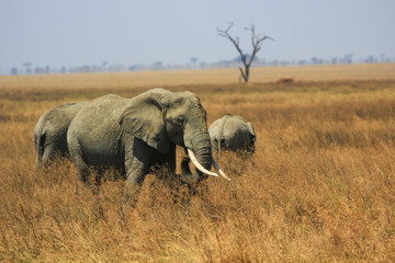 Elephants dans la savane de Tanzanie