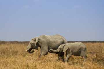 Elephants dans la savane de Tanzanie