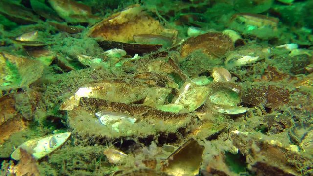 Marine fish Whiting lying on the bottom, then slowly swims away from the frame.
