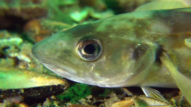 Marine fish Whiting, portrait.
