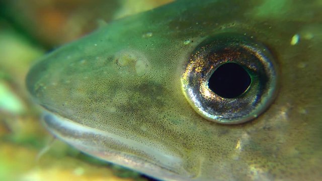 Eye of sea fish Whiting.
