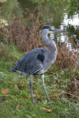 Graureiher - Fischreiher