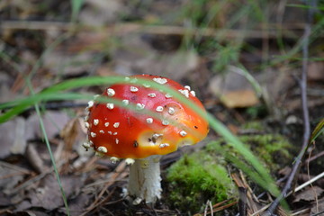 Mushroom behind Gras