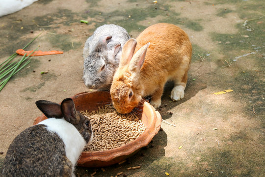 rabbits   eating  rabbit  food in the nature zoo , Thailand
