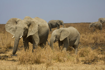 Naklejka na ściany i meble Elephants dans la savane de Tanzanie
