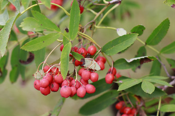 Berries in a beautiful autumn Sunny day