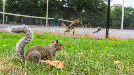Obraz premium Stolen squirrel