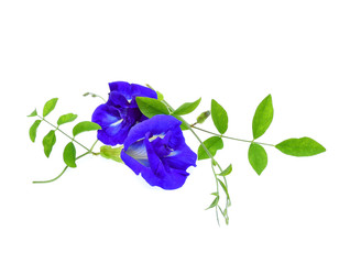 Butterfly Pea flower on white background