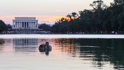 Duck in Washington DC