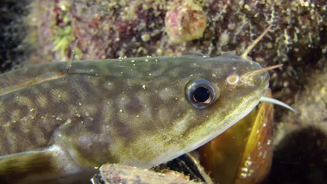 Fish Mediterranean rockling (Gaidropsarus mediterraneus) lies on the bottom, close-up.
