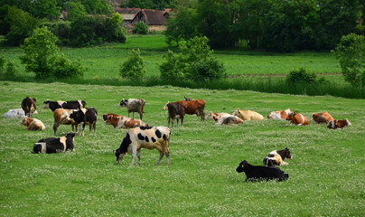 Cows grazing grass on meadow  © snowyns