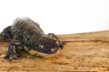 Tiger Salamander Portrait