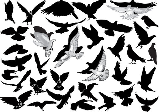 isolated white and black pigeon collection