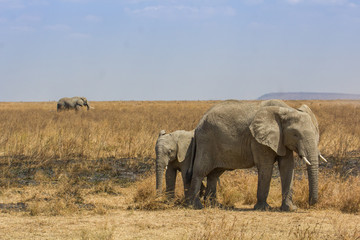 Fototapeta premium Elephants dans la savane de Tanzanie