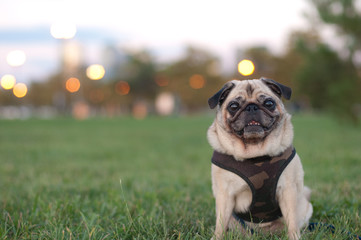 Pug in Grass Portrait