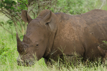 White Rhino Portrait