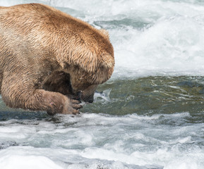 Alaskan brown bear eating salmon