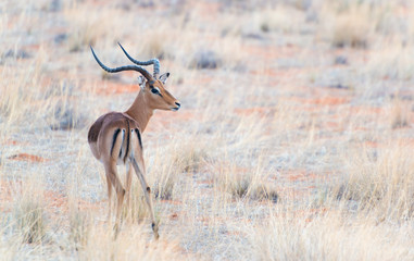 Springbock in der Kalahari, Namibia