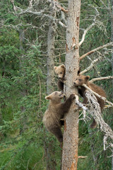 Three Alaskan brown bear cubs