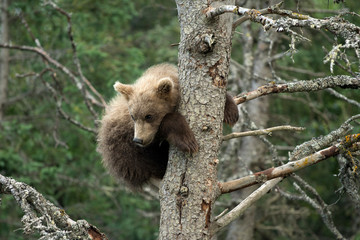 Cute Alaskan brown bear cub © Tony Campbell