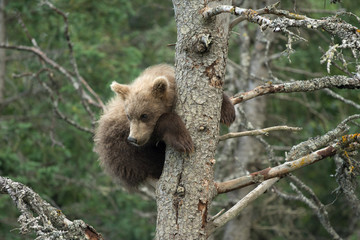 Cute Alaskan brown bear cub © Tony Campbell