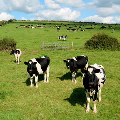 Herd of Holstein Friesians breed of dairy cows graze on a farmland in Dorset, England