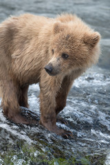 Obraz premium Alaskan brown bear cub