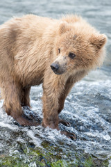 Obraz premium Alaskan brown bear cub