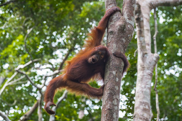 Playful red-haired teenager orangutan apes (Kumai, Indonesia) © alekseev