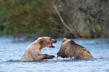Two Alaskan brown bears playing