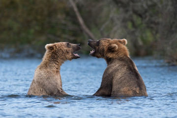 Two Alaskan brown bears playing