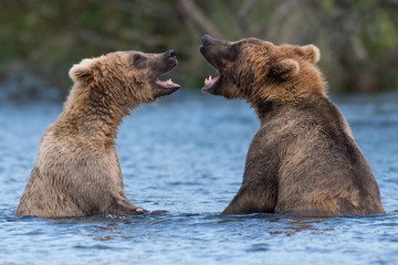 Obraz premium Two Alaskan brown bears playing