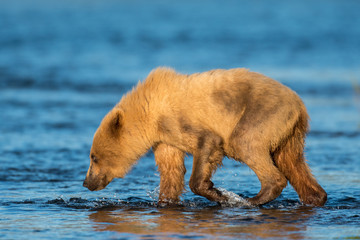 Alaskan brown bear cub © Tony Campbell