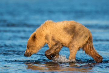 Alaskan brown bear cub © Tony Campbell