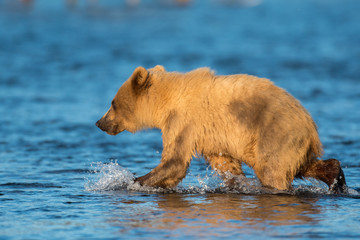 Alaskan brown bear cub © Tony Campbell