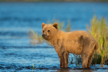 Alaskan brown bear cub
